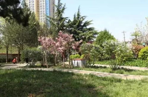 芝罘城管半年盘点,请您打分提意见 园林绿化篇