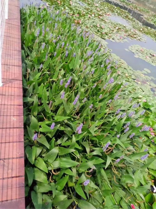 恭喜河北碧芊园林绿化工程入驻苗木通 生态浮岛专供