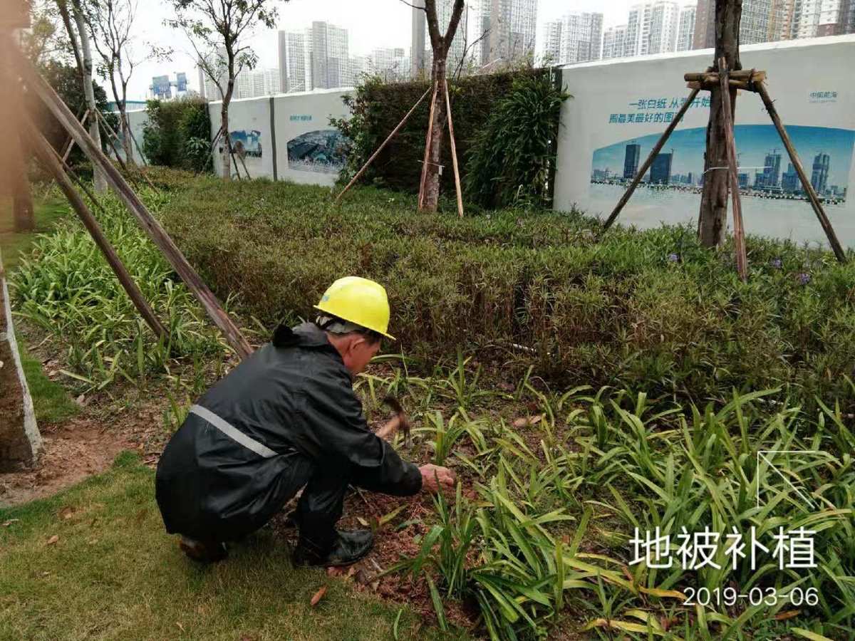 4月23日,市政园林局持续开展人行道修复,绿化带修剪,乔.