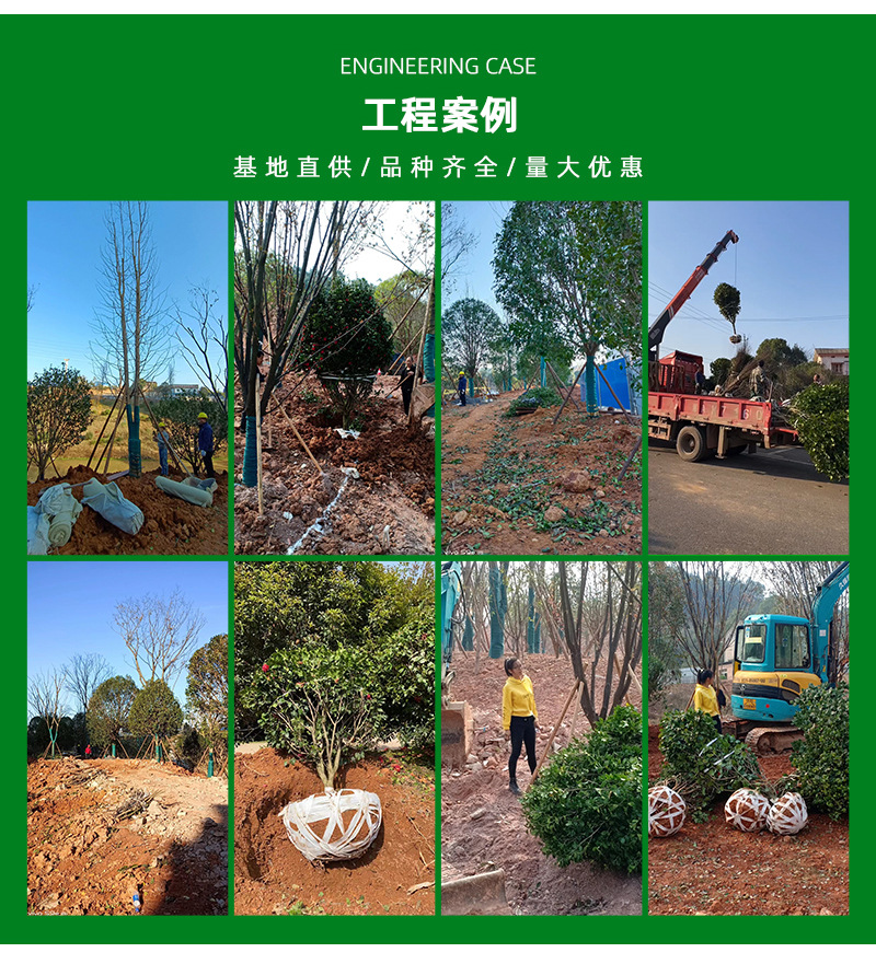 基地供应造型罗汉松别墅庭院风景树湖南迎客松园林绿化树景观树