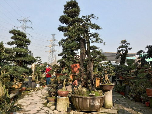 成都市光和园林艺术有限责任公司专业从事园林绿化的设计施工