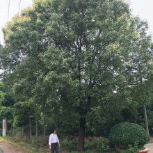 苏州景秀园林绿化工程公司
