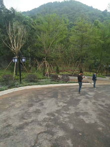 惠州罗浮山寺庙二期配套景观工程园林绿化施工实践